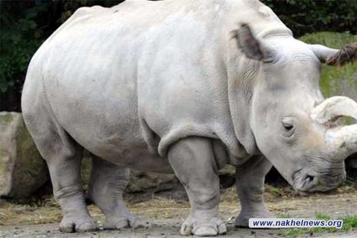 محمية بيجيتا الكينية تعلن إنقراض وحيد القرن الأبيض 